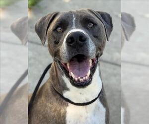 Medium American Pit Bull Terrier