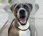 Small American Pit Bull Terrier