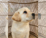 Small Photo #5 Labrador Retriever Puppy For Sale in LOS ANGELES, CA, USA