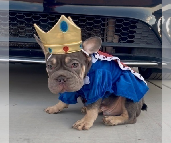Medium Photo #4 French Bulldog Puppy For Sale in LAS VEGAS, NV, USA