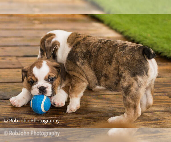 Medium Photo #27 Bulldog Puppy For Sale in STRAFFORD, MO, USA