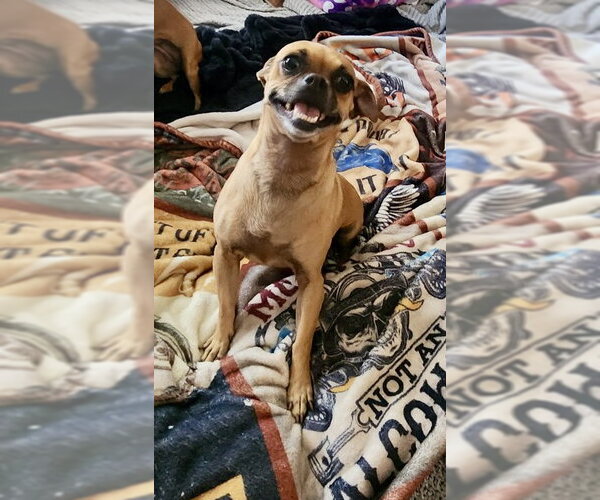 Medium Photo #1 Chug Puppy For Sale in Mesa, AZ, USA