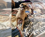 Stella - Female Chug Dog for Adoption - Small photo