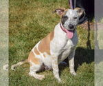 Small #5 American Staffordshire Terrier-Boxer Mix