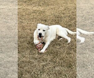 Great Pyrenees-Unknown Mix Dogs for adoption in Conway, AR, USA