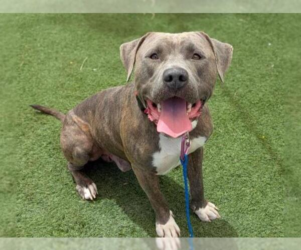 Medium Photo #1 American Pit Bull Terrier-Unknown Mix Puppy For Sale in Las Vegas, NV, USA