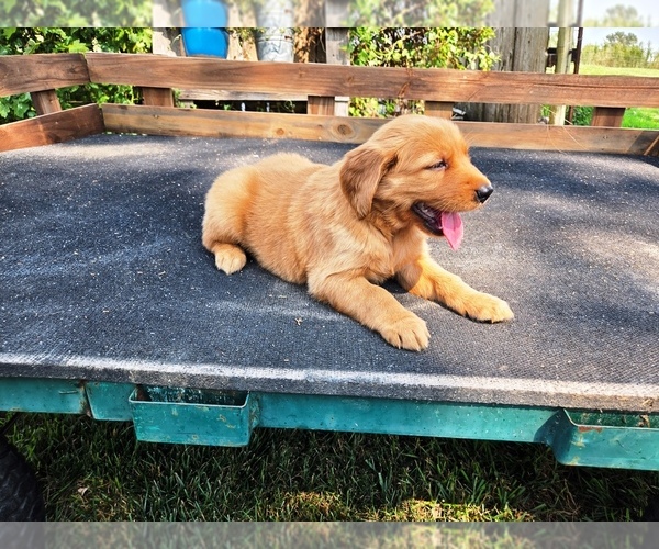 Medium Photo #3 Golden Retriever Puppy For Sale in LEON, KS, USA