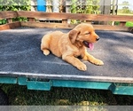 Small #2 Golden Retriever