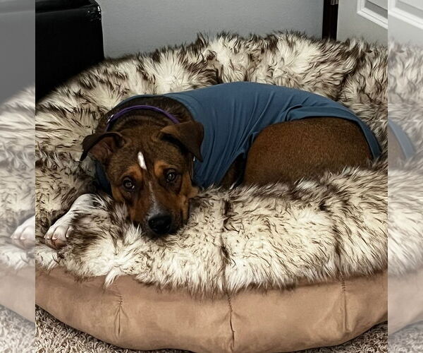 Medium Photo #13 American Pit Bull Terrier-Unknown Mix Puppy For Sale in Fargo, ND, USA