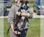 Small #3 Border Collie Mix