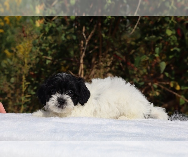 Medium Photo #21 ShihPoo Puppy For Sale in DYERSBURG, TN, USA