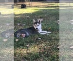 Small Photo #4 Wolf Hybrid Puppy For Sale in HARRISON, AR, USA