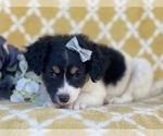 Small Photo #11 Jack Russell Terrier-Unknown Mix Puppy For Sale in LAKELAND, FL, USA