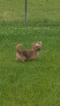 Small Photo #1 Shorkie Tzu Puppy For Sale in MOUNT VERNON, KY, USA
