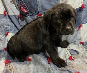 Labrenees Puppy for sale in RUTHERFORDTON, NC, USA