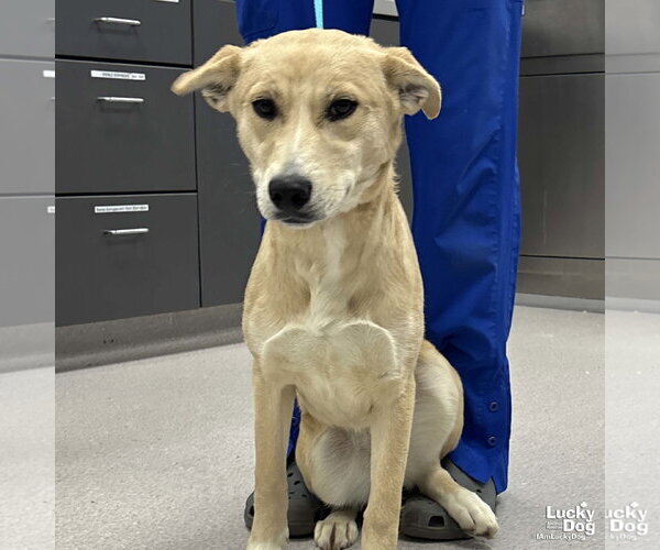 Medium Photo #1 Labrador Retriever-Unknown Mix Puppy For Sale in Washington, DC, USA