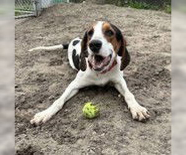 Medium Photo #3 Mutt Puppy For Sale in North Myrtle Beach, SC, USA