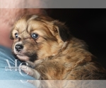 Small Photo #10 Pembroke Welsh Corgi Puppy For Sale in CRESTVIEW, FL, USA