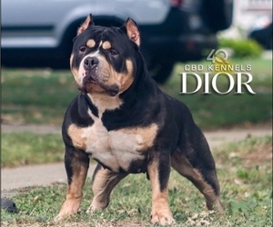 Father of the American Bully puppies born on 01/13/2025