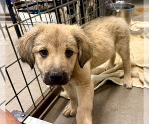 Anatolian Shepherd-Golden Retriever Mix Dogs for adoption in Cave Creek, AZ, USA