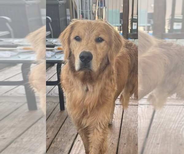 Medium Photo #1 Golden Retriever Puppy For Sale in Matawan, NJ, USA