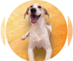Small #1 German Shepherd Dog-Treeing Walker Coonhound Mix