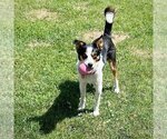 Small #6 Border Collie-Rat Terrier Mix