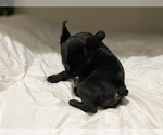 Small Photo #7 French Bulldog Puppy For Sale in SAN DIEGO, CA, USA