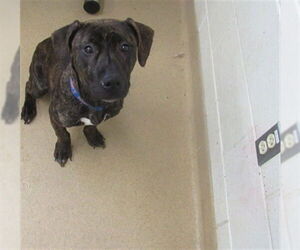 American Pit Bull Terrier Dogs for adoption in Derwood, MD, USA