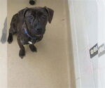 Small American Pit Bull Terrier