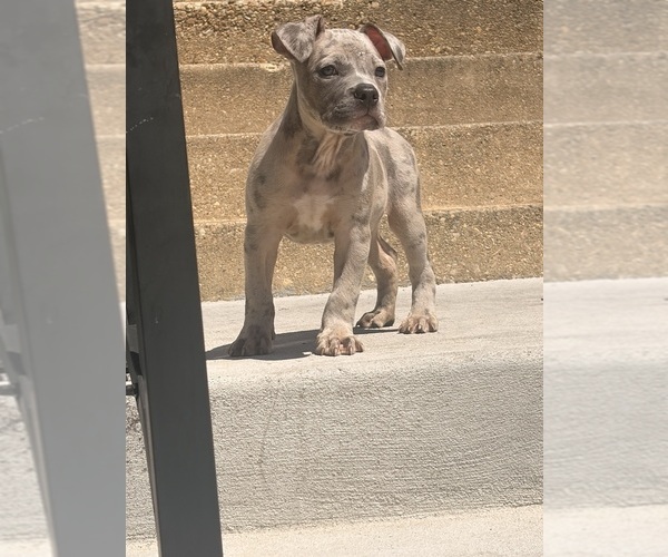 Medium Photo #3 American Bully Puppy For Sale in CAPITOL HEIGHTS, MD, USA