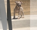 Small #2 American Bully