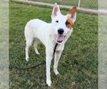 Small Texas Heeler Mix