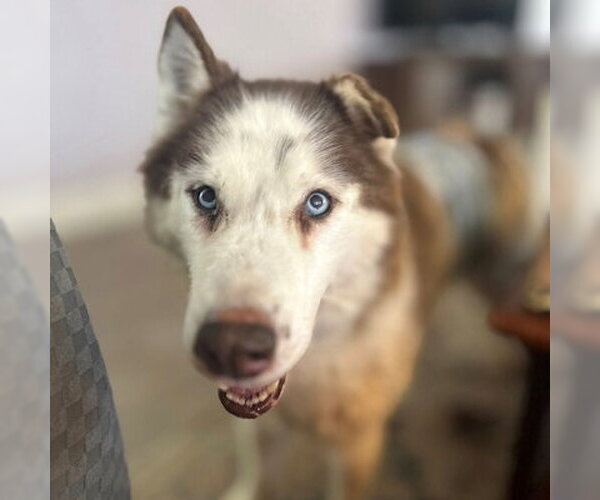 Medium Photo #3 Siberian Husky Puppy For Sale in Omaha, NE, USA