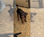 Small #4 Cheagle