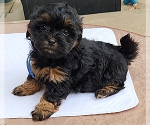 Poo-Shi Puppy for Sale in RICHMOND, Missouri USA