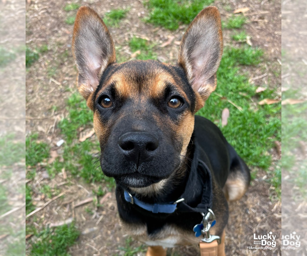 Medium Photo #8 German Shepherd Dog-Unknown Mix Puppy For Sale in Washington, DC, USA