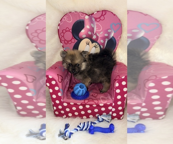 Medium Photo #2 Pomeranian Puppy For Sale in JOLIET, IL, USA