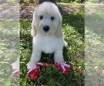 Small Photo #1 Poodle (Miniature) Puppy For Sale in RICHMOND, IL, USA