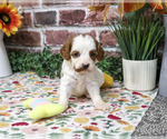 Alexa - Female Cavapoo (Miniature) Puppy for Sale - Photo #4