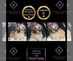 Maltipoo Puppy for sale in WARSAW, IN, USA
