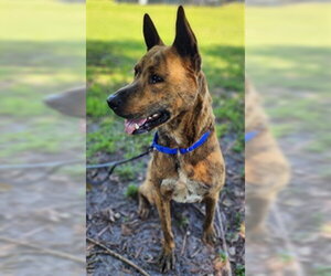 Mutt Dogs for adoption in Fort Lauderdale, FL, USA