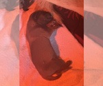 Image preview for Ad Listing. Nickname: Litter of 8