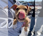 Small #5 Mutt