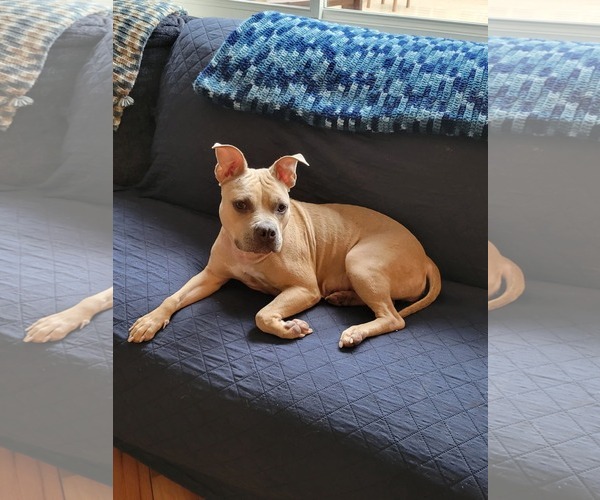 Medium Photo #9 Mutt Puppy For Sale in Rockaway, NJ, USA