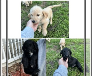 Labradoodle Puppy for sale in KIRKSVILLE, MO, USA