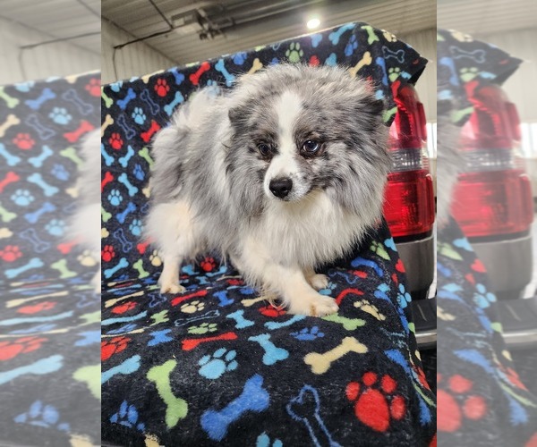 Medium Photo #1 Bichon-A-Ranian Puppy For Sale in GREENWOOD, WI, USA