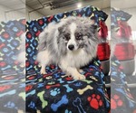 Small Photo #1 Bichon-A-Ranian Puppy For Sale in GREENWOOD, WI, USA
