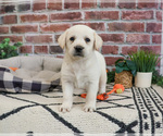 Small #2 Labrador Retriever