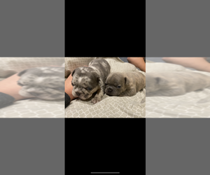 French Bulldog Puppy for sale in GREENVILLE, NC, USA